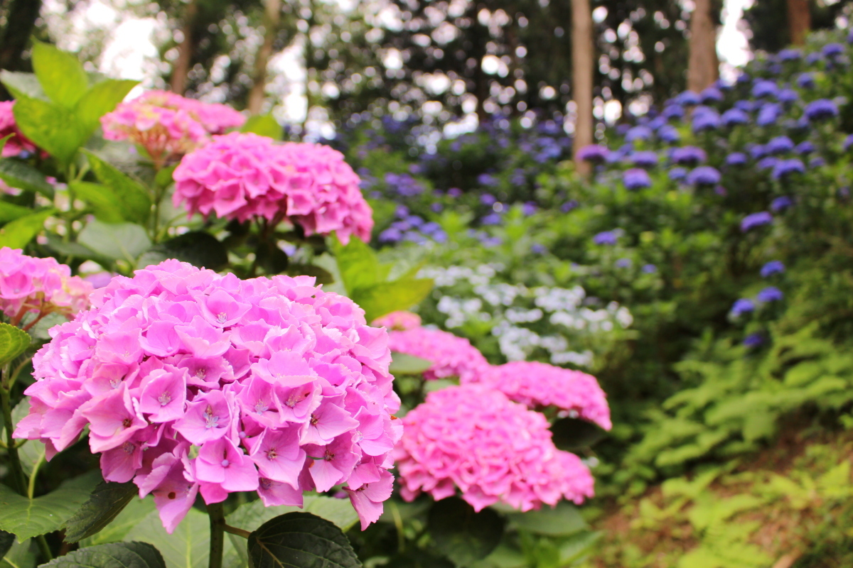 涸沼あじさいまつりの写真 涸沼あじさいまつりの写真