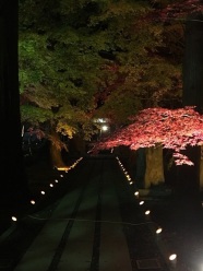 福性寺お正月ライトアップ写真1