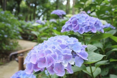 (写真)あじさい