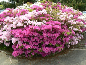 (写真)広浦公園:躑躅