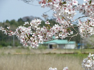 (写真)桜並木と管理事務所