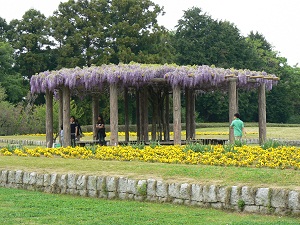 (写真)藤棚