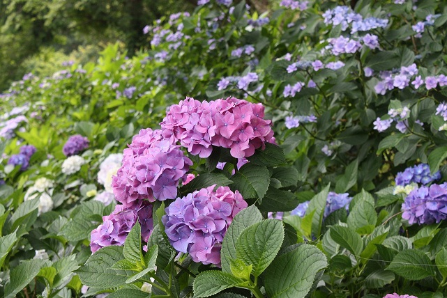 あじさい1 あじさい1