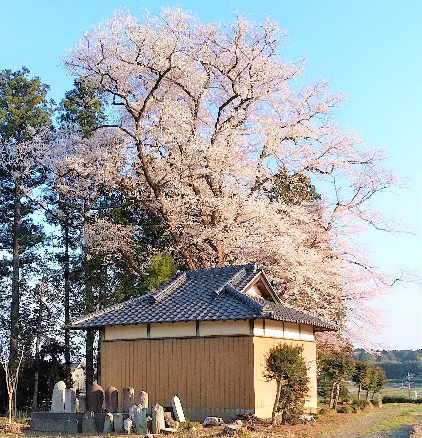 DSC_0375-1 DSC_0375-1