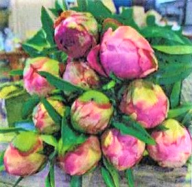 キャプチャ芍薬1 キャプチャ芍薬1