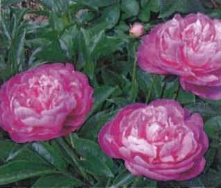 キャプチャ芍薬2 キャプチャ芍薬2