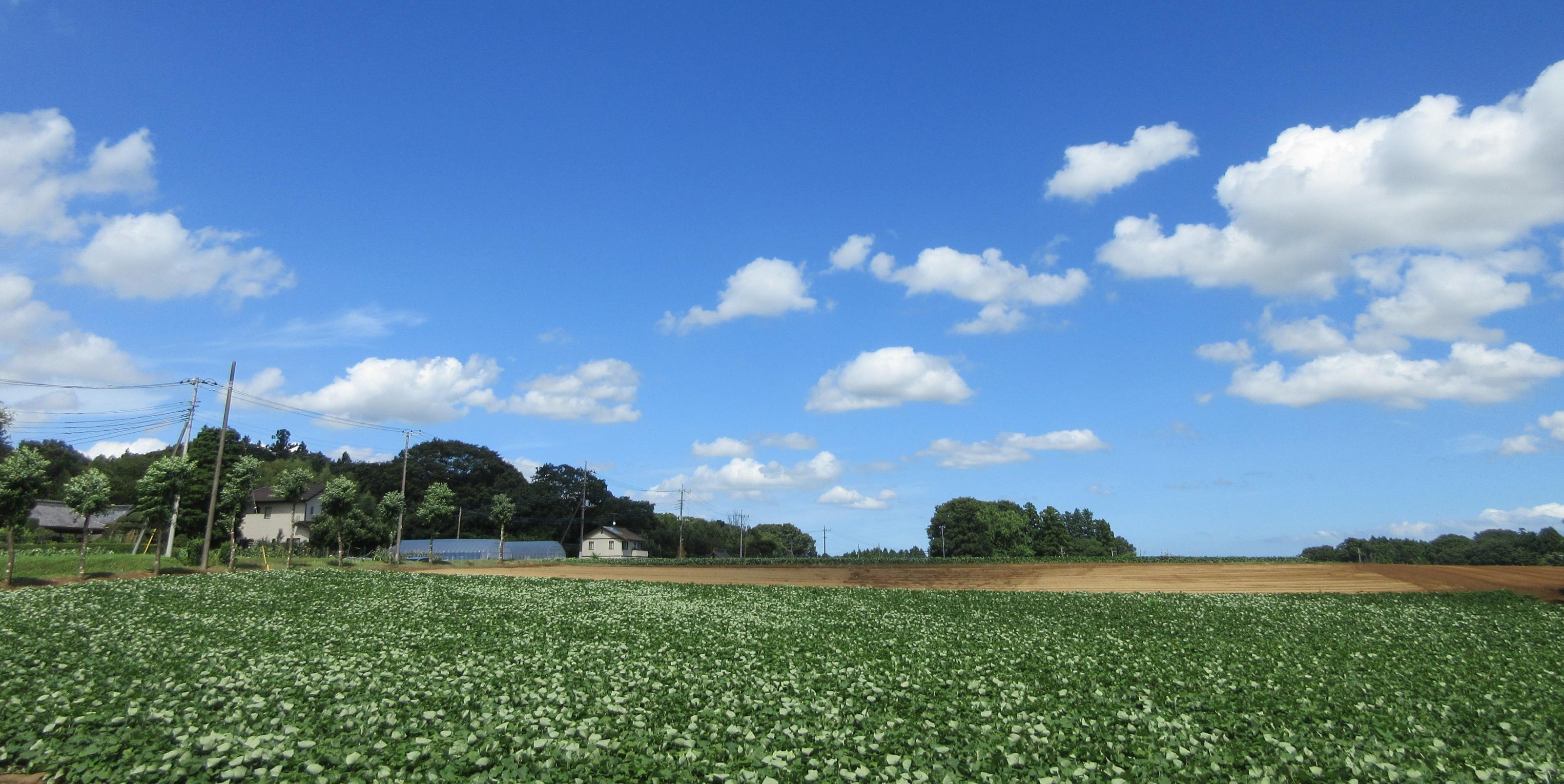 根掘り葉掘り1 根掘り葉掘り1