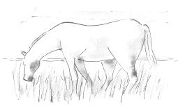 白馬画像 白馬画像