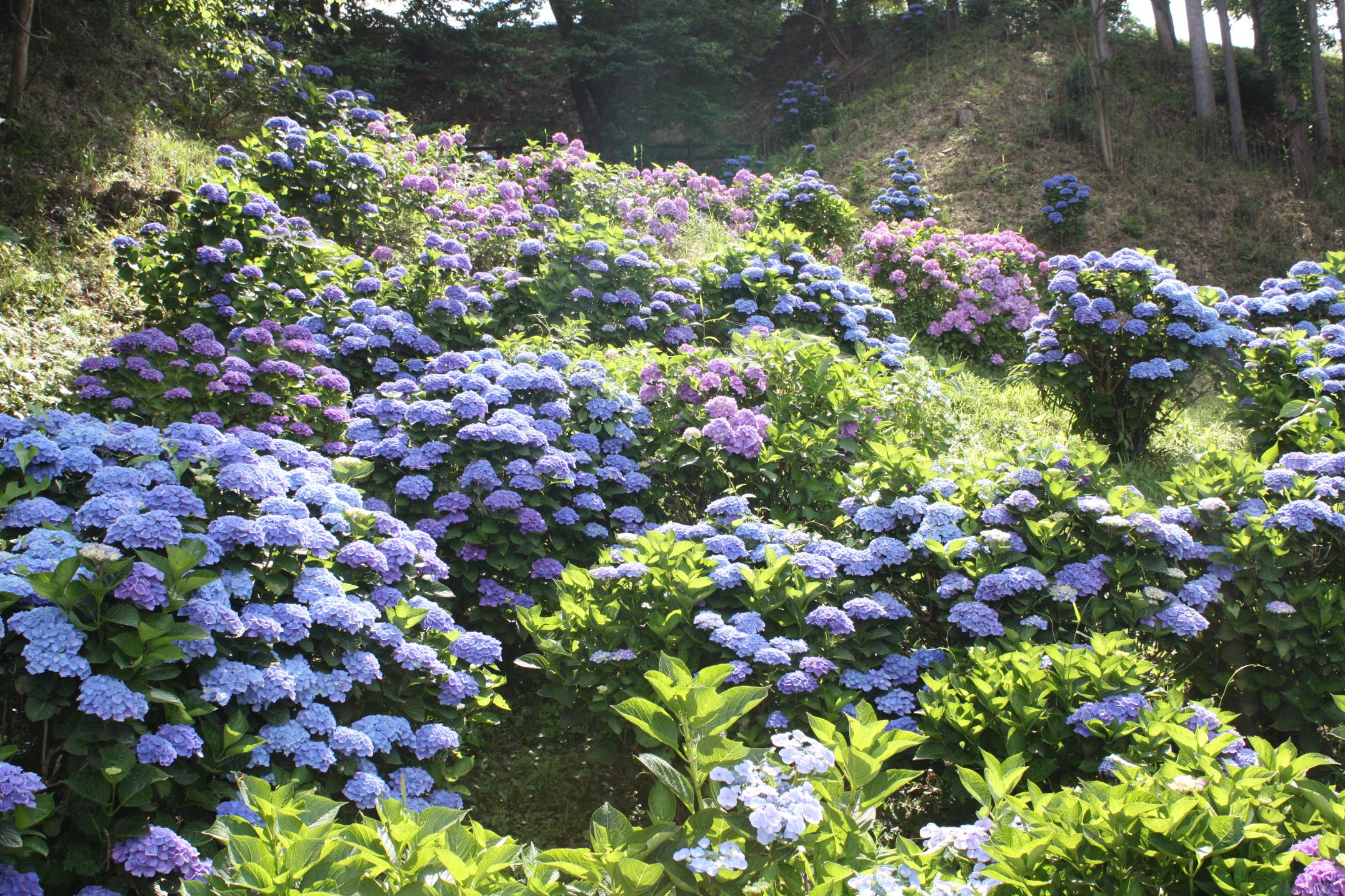 自然公園~夏(あじさい)~ 自然公園~夏(あじさい)~