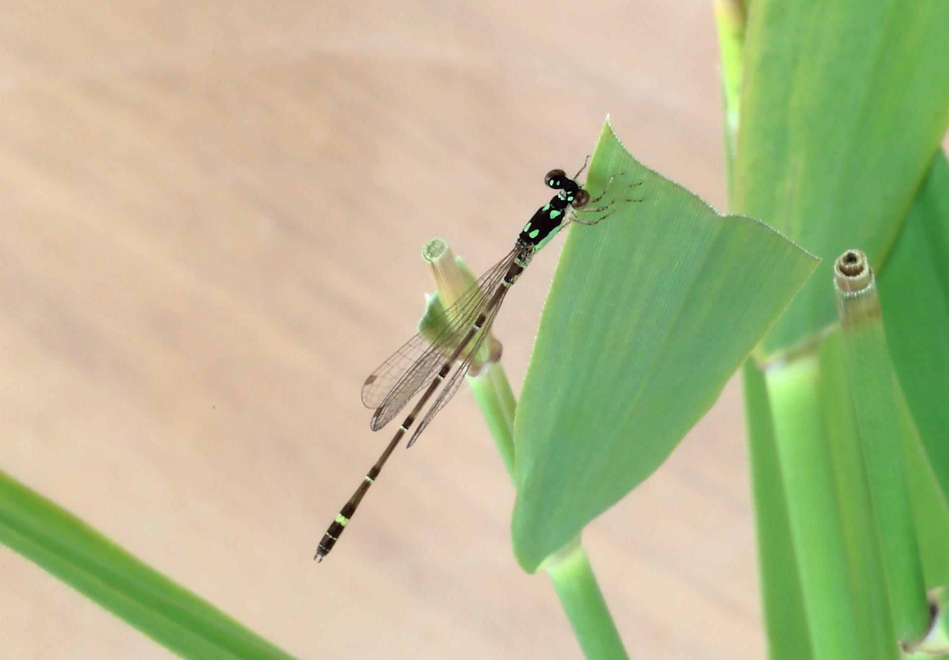 涸沼イトトンボIMG_5290 涸沼イトトンボIMG_5290