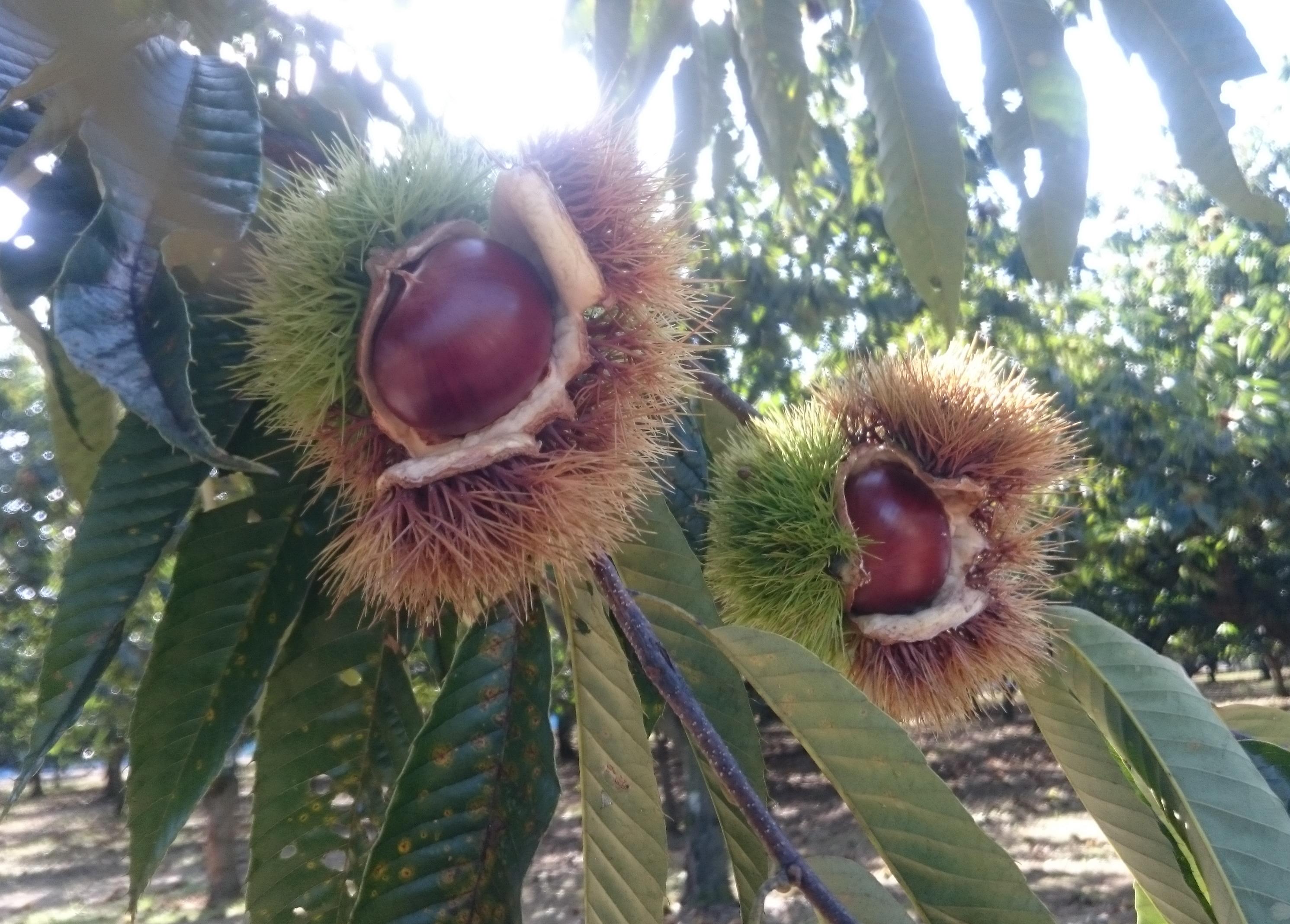 飯沼栗1毬1果-1トリミン