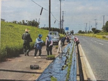 苗植え付け 苗植え付け