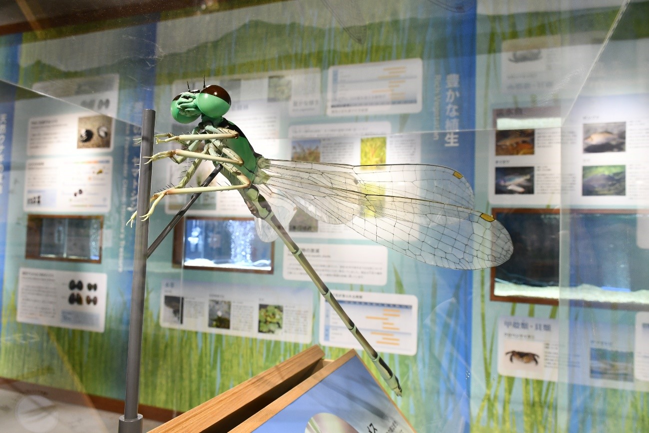 ヒヌマイトトンボ模型