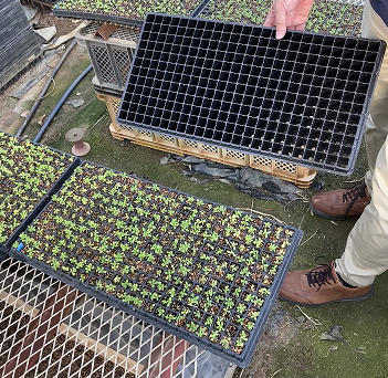 プラグ苗の写真