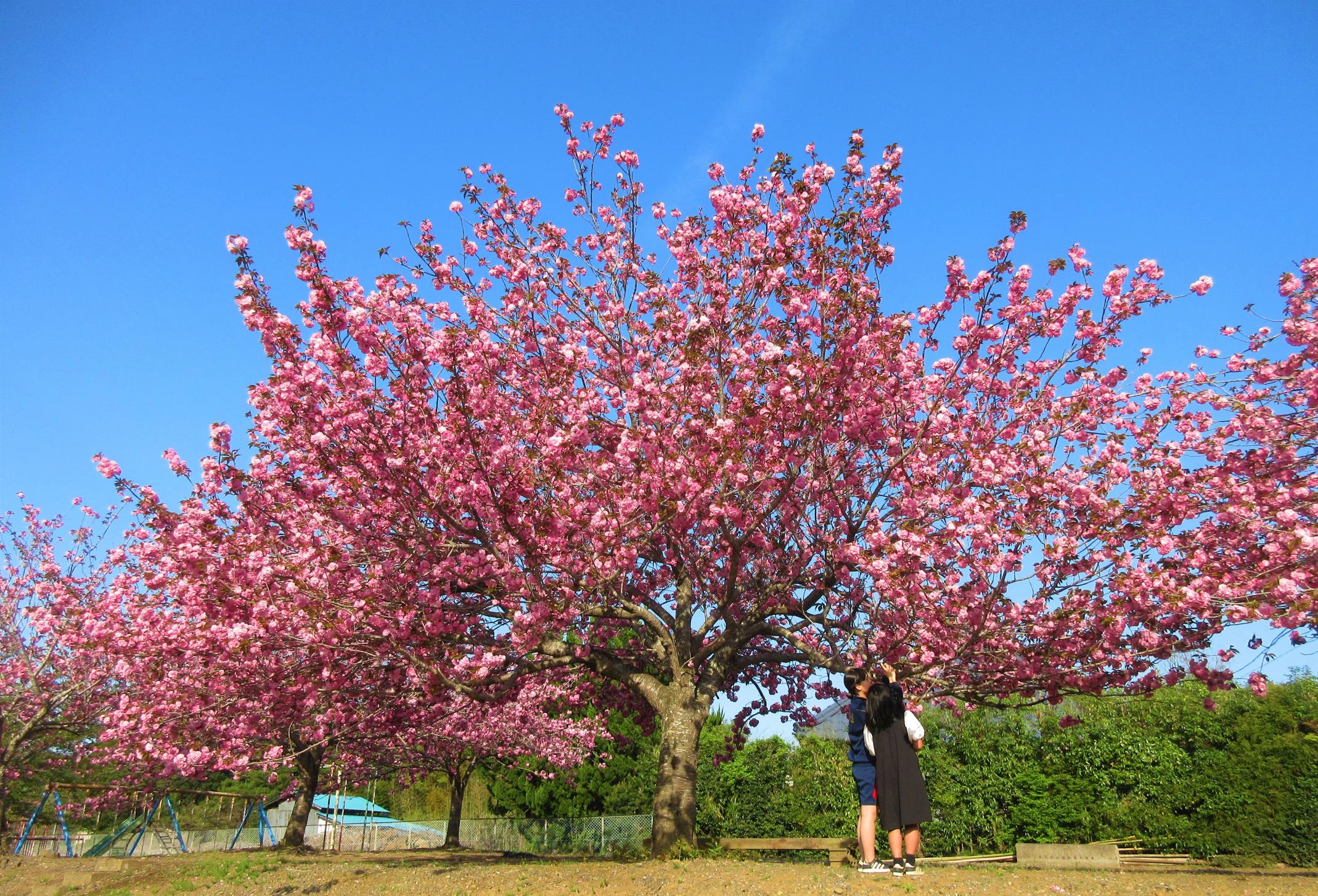 ☆IMG_2850-1 ☆IMG_2850-1