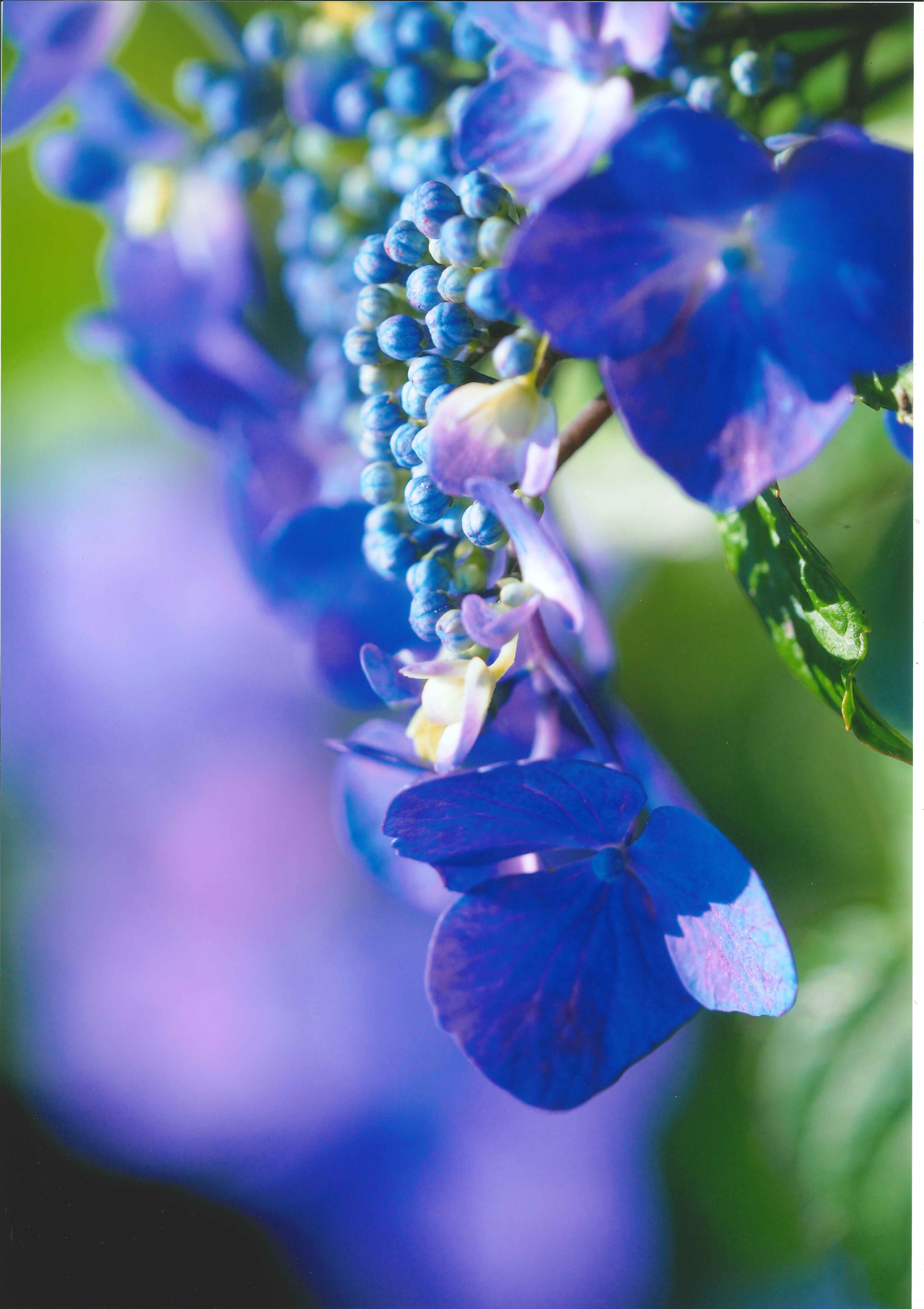 39_紫色のハーモニー 39_紫色のハーモニー