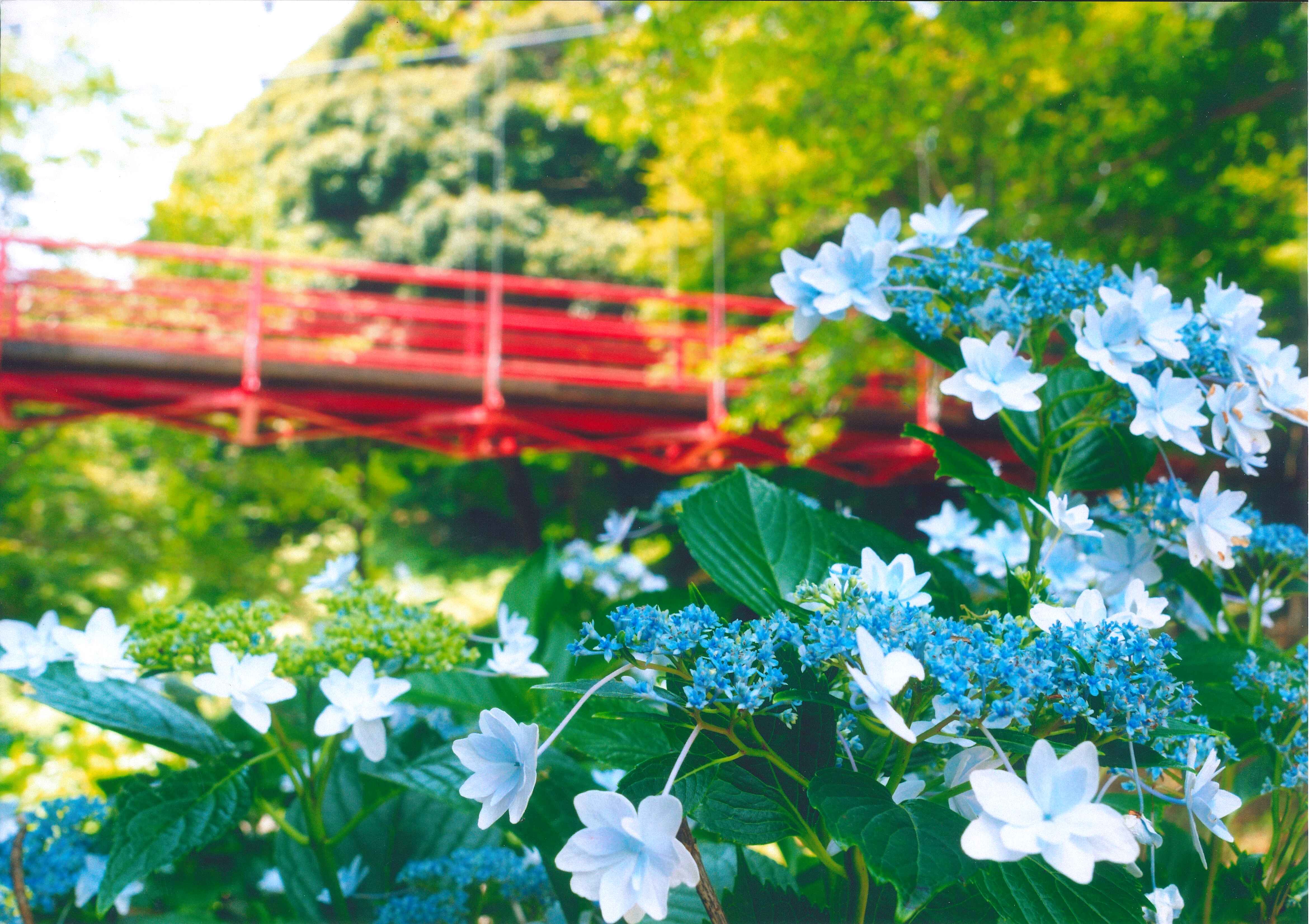 16_紫陽花とイトトンボ橋 16_紫陽花とイトトンボ橋
