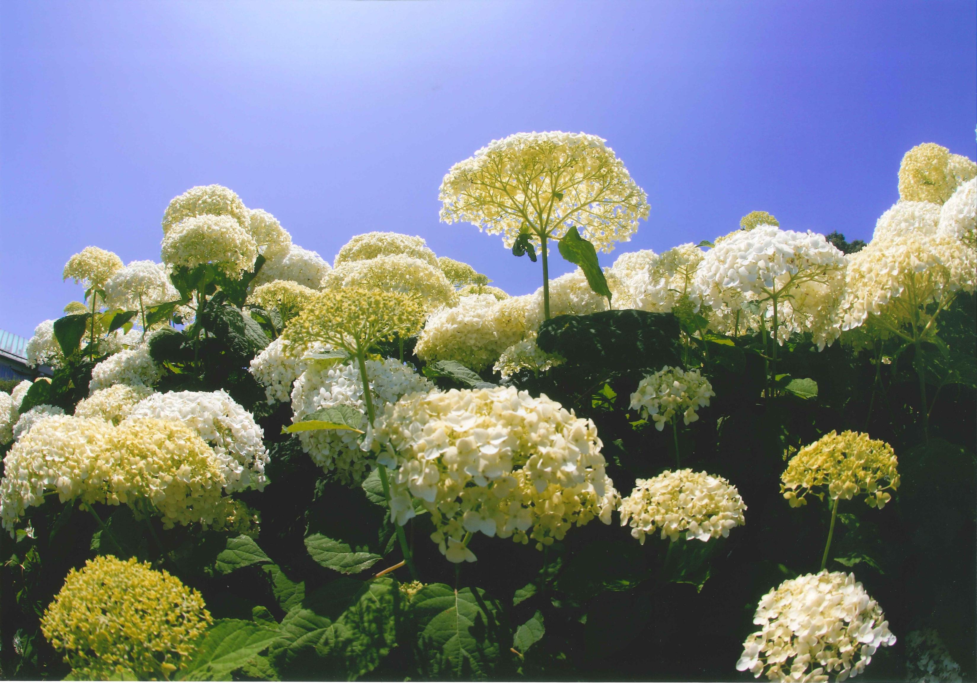 26_初夏の彩り 26_初夏の彩り