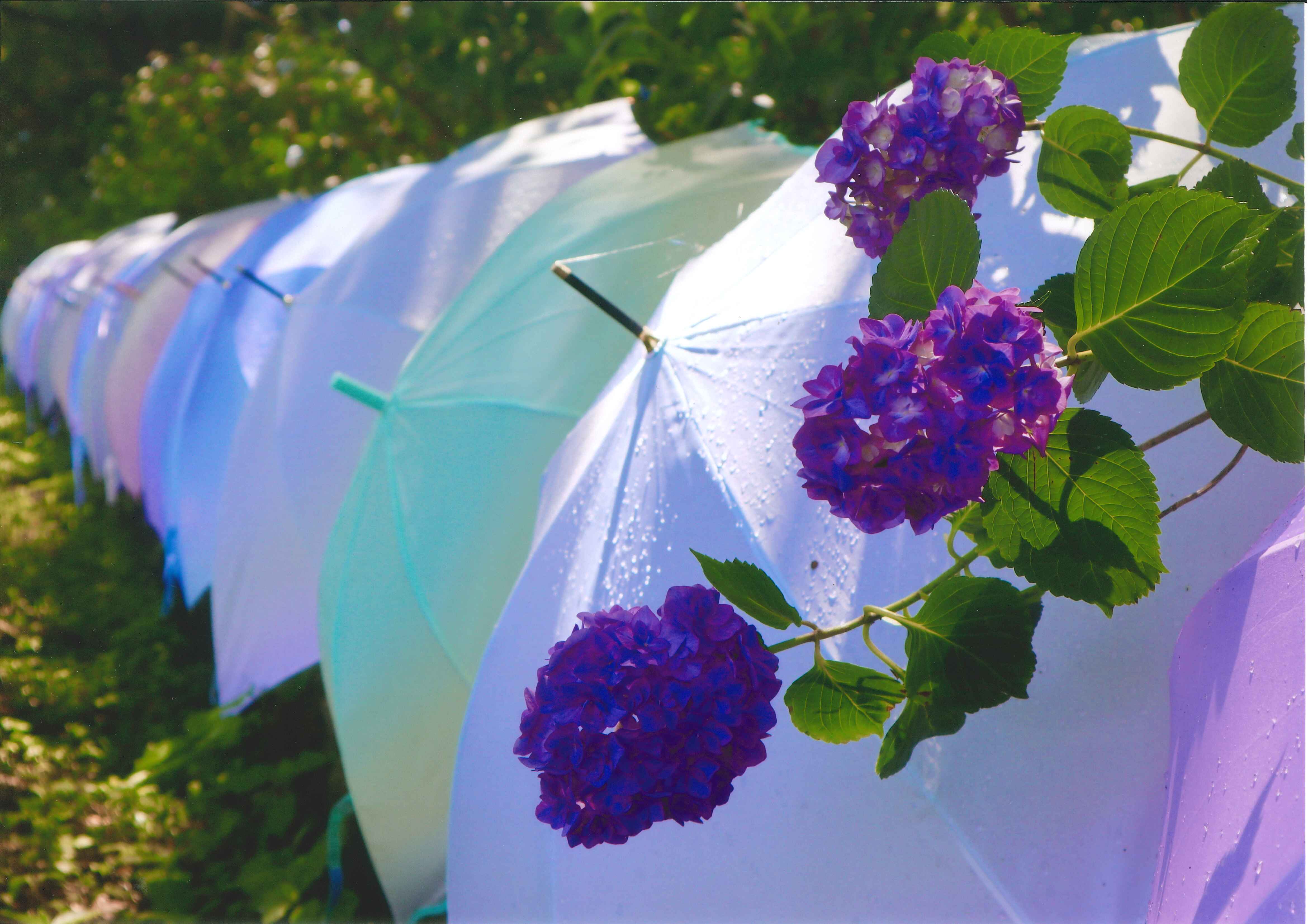 30_傘たちの合間から 30_傘たちの合間から